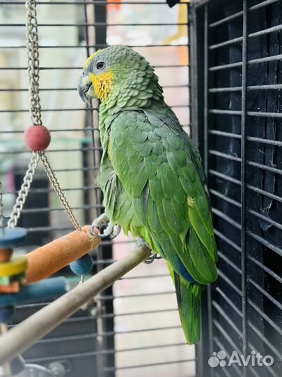 Попугай амазон венесуэльский