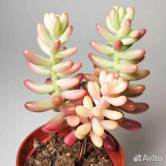 Седум аврора