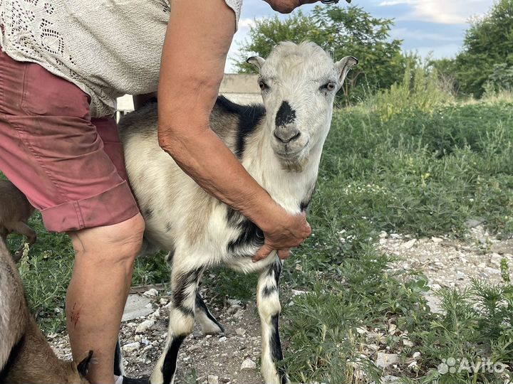 Козел ламанча