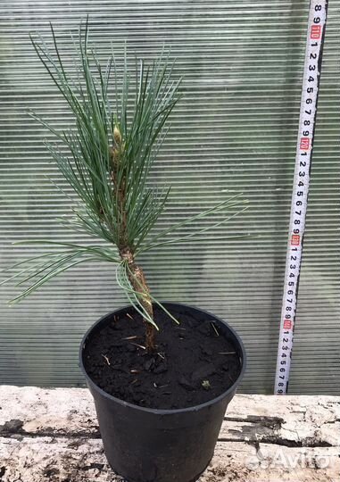 Кедр привитый