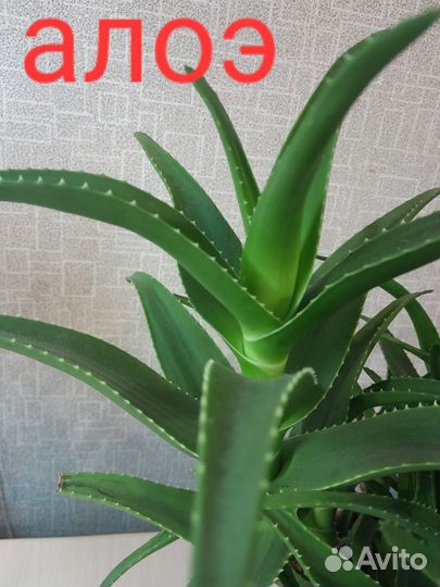 Алоэ