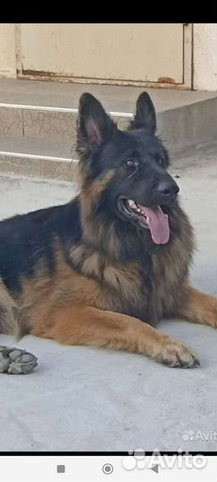 Немецкая овчарка кобель