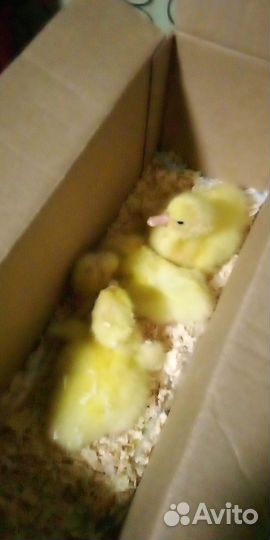 Ия, Цыплята ливенские.ия Фаверольи, петушок