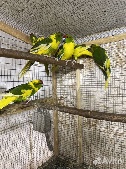 Новозеландский какарик птенцы