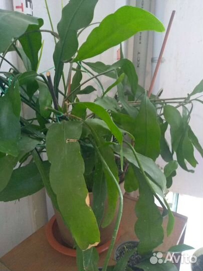 Аглаонема,Эпифилум