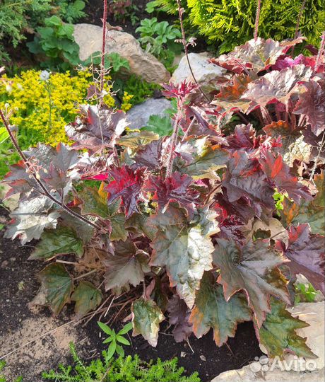 Традесканция садовая, Примула, Вероника, гейхера