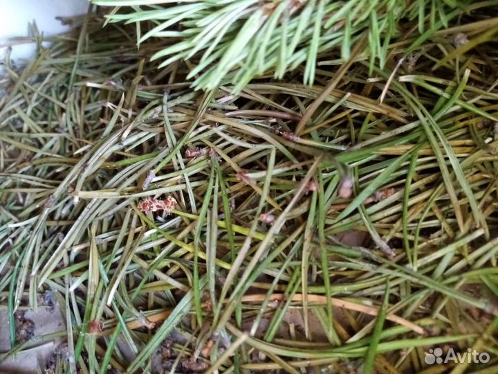 Молочная сосновая шишка, Сушёные иголки