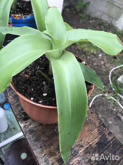 Растение золотой ус