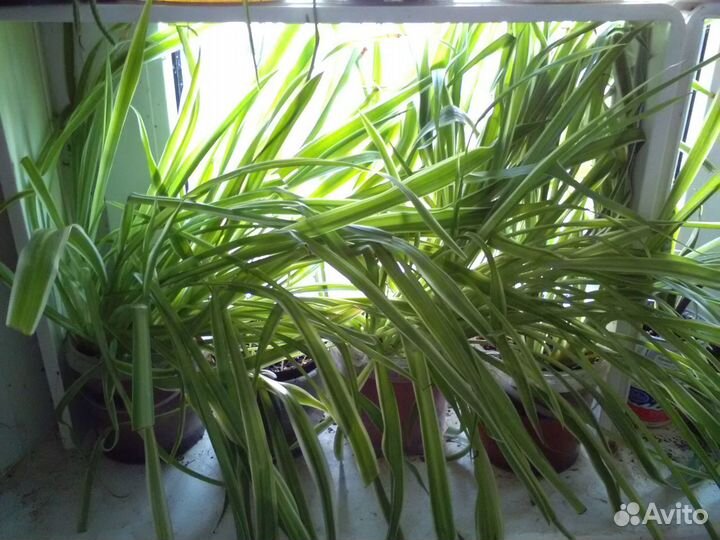 Хлорофитумы, рео, драцены, хатиора, филодендрон