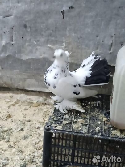 Голуби Статные