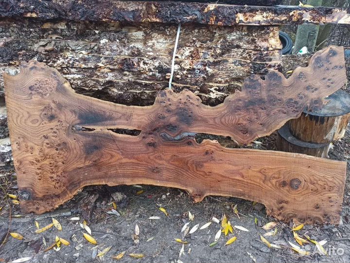 Слэб карагача