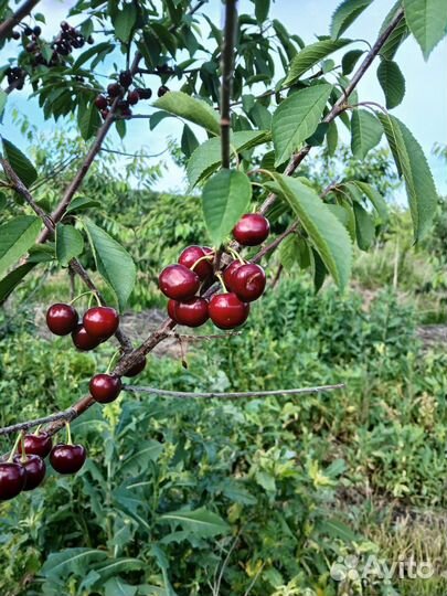 Продукты питания оптом