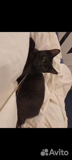 Котенок девочка Баги