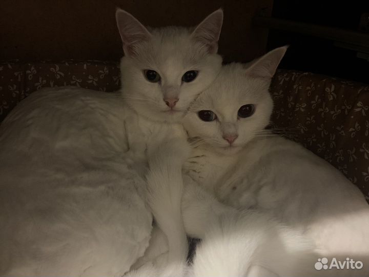 Кошка в дар