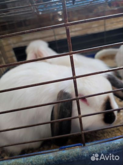 Декоративные кролики вислоухие