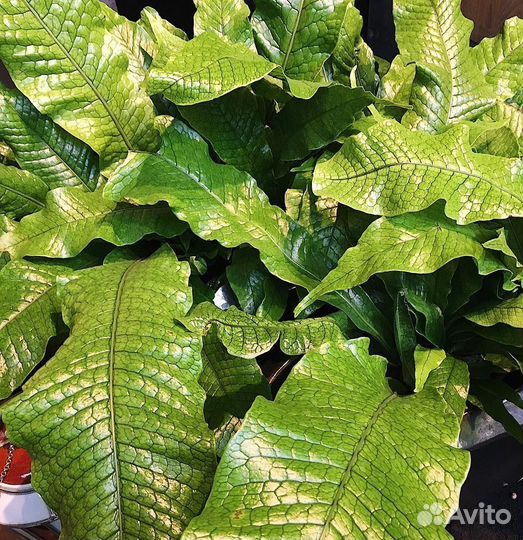 Микросорум крокодил,маранта,фолодендрон