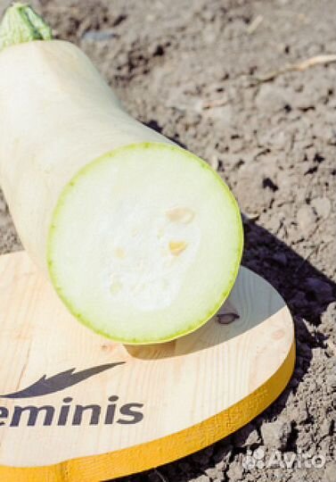 Семена Кабачка