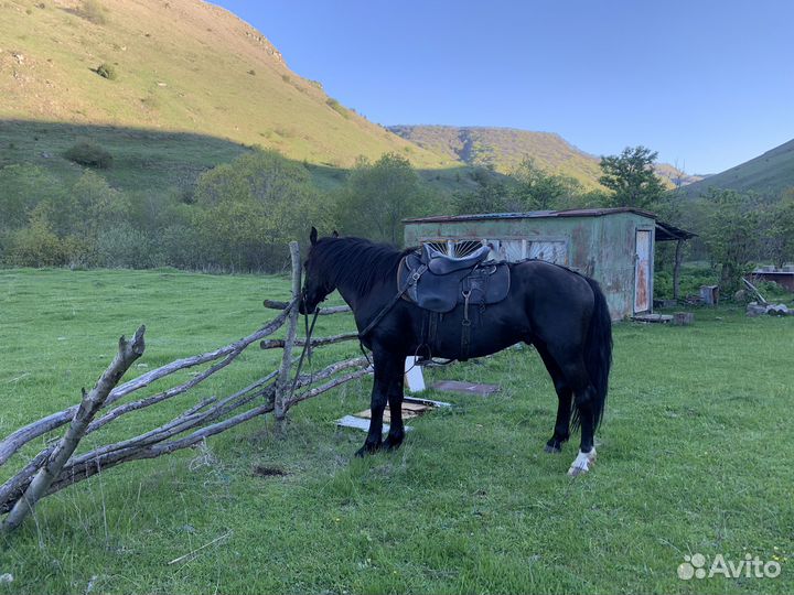 Лошади жеребец