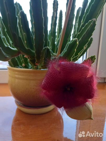 Кактус-стапелия