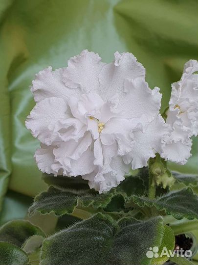 Фиалка см-Букет Невесты. Лист с детками