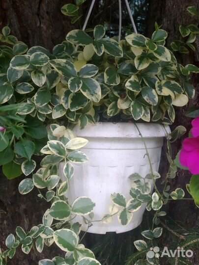 Бересклет вариегатный