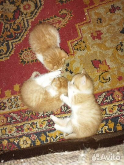 Очаровательная кошечка