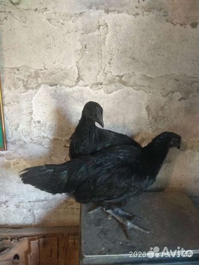 Куры молодки