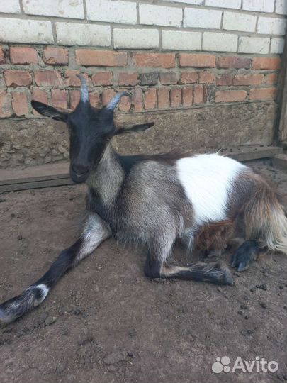 Коза дойная