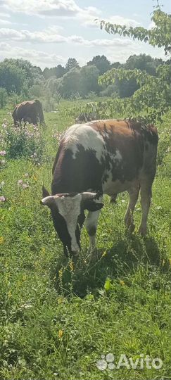 Скотник пастух