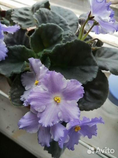 Герань,фиалки,спатифилиум(женское счастье),толстян