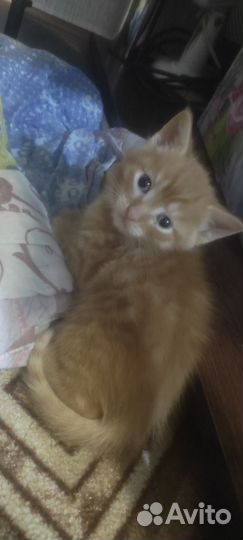 Британцы метисы