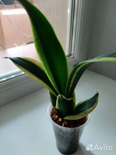 Сансевиерия