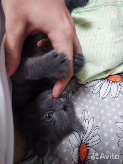 Котенок 1 месяц мальчик