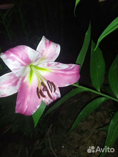 Лилии луковицы