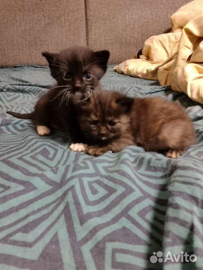 Котята пасхальные