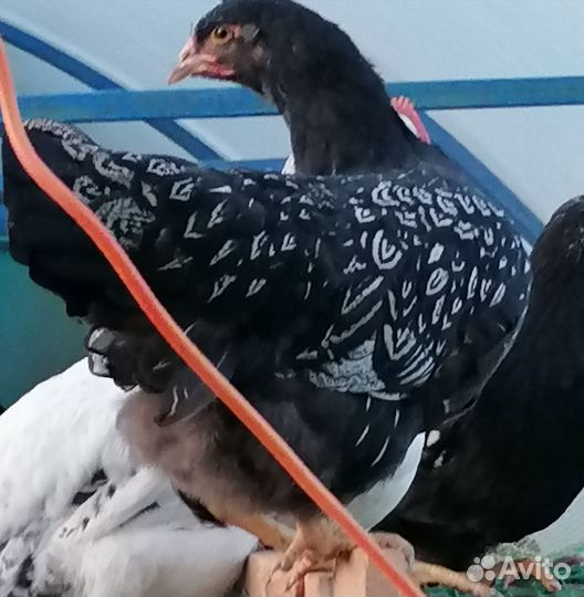 Барневельдеры