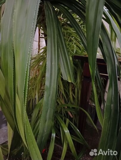 Пальма панданус винтовая