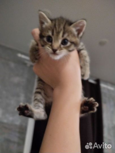 Британская вислоухая кошка