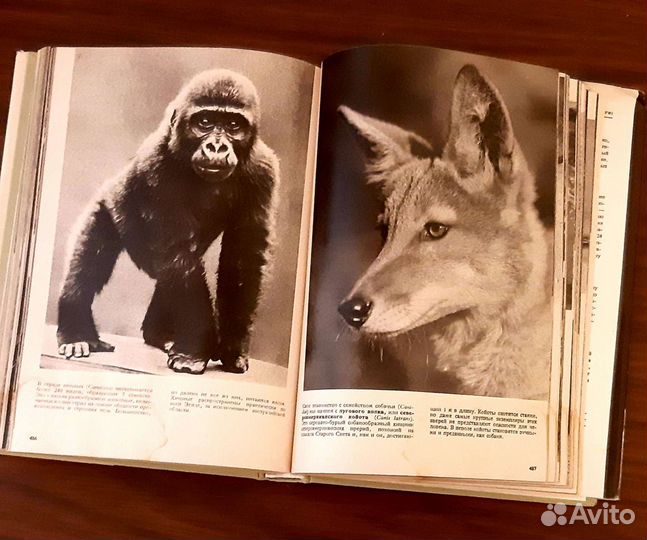 Иллюстрированная Энциклопедия животных