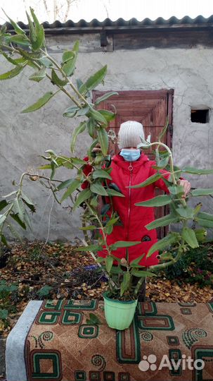 Каланхоэ на лекарство