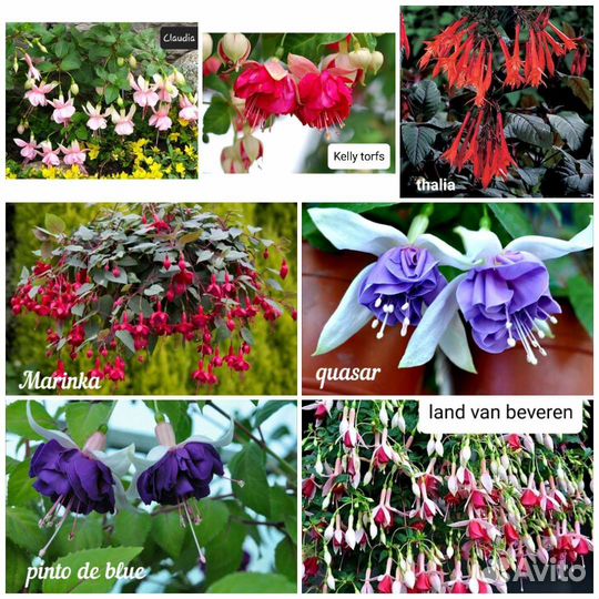 Фуксия 61 сорт