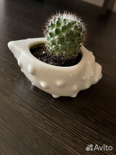 Кактус в красивом кашпо керамика