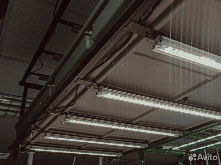 Аэропоника. Фитоосвещение. Reogen sys