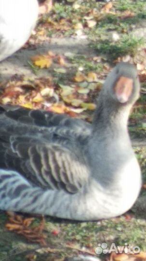 Гусь домашняя мясо