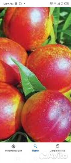 Нектарин(персик), саженцы