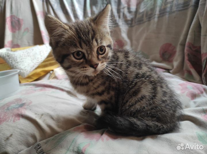 Котик, мальчик