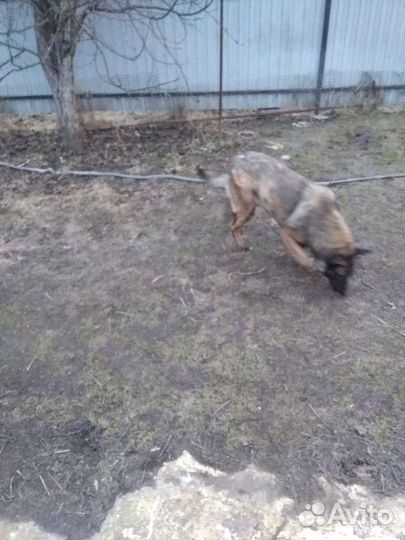 Собака в добрые руки отдам бесплатно