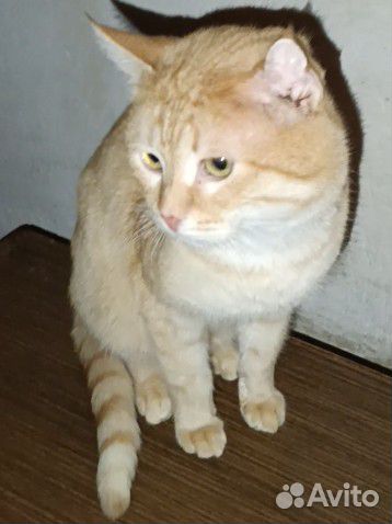 Кот в добрые руки