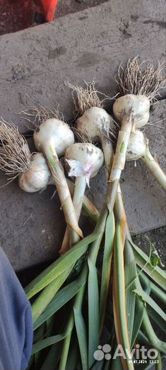 Чеснок деревенский