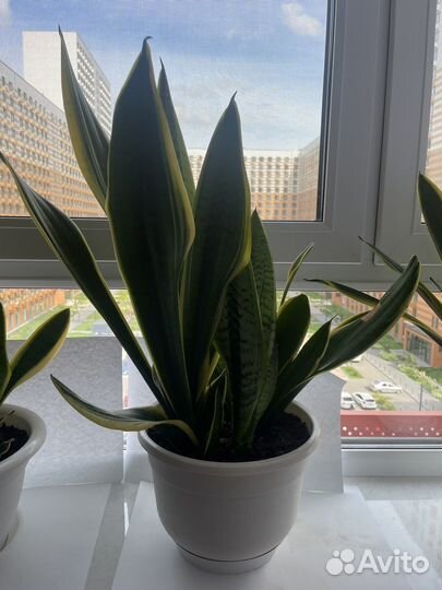 Сансевиерия-комнатное растение